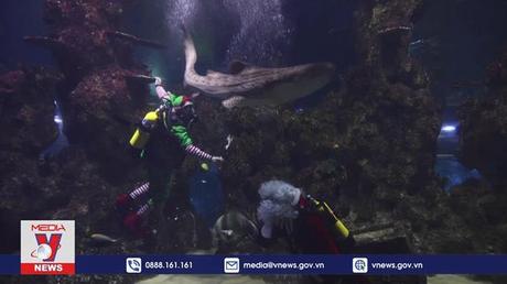 Ông già Noel bơi cùng cá mập tại Malta