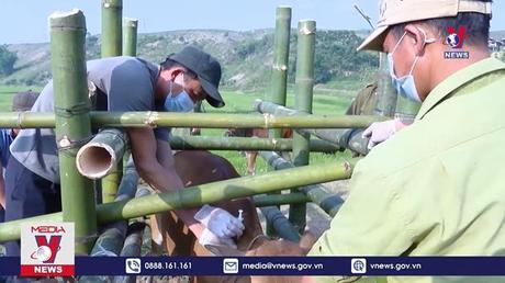 Người dân vùng biên thoát nghèo nhờ chăn nuôi đại gia súc