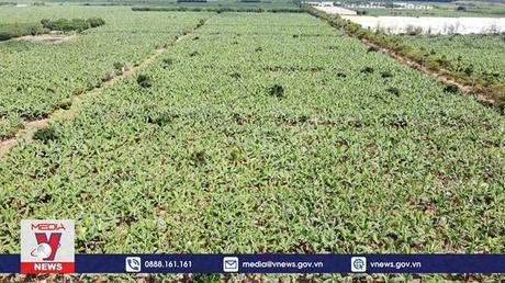 Kết nối công nghệ xanh, nông nghiệp sạch