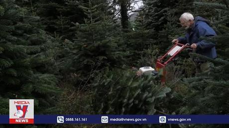 Thị trường thông Noel châu Âu thích ứng với tình hình mới