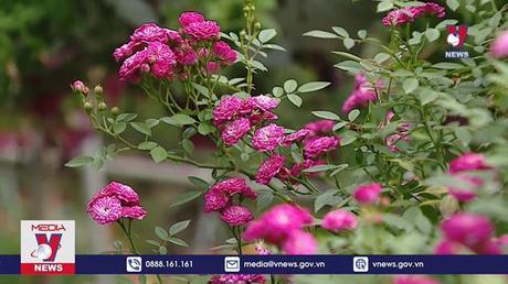 Bắt đầu Lễ hội “Mê Linh rực rỡ sắc hoa”