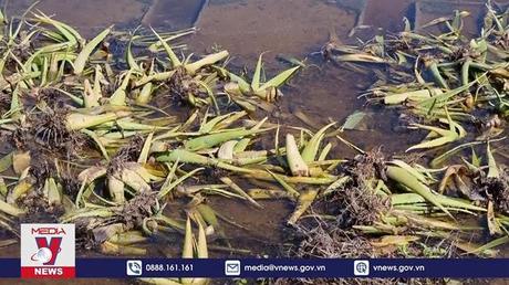 Nhiều diện tích cây trồng bị ngập úng do mưa lớn kéo dài