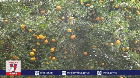 Phục hồi, xây dựng thương hiệu cổ Quýt Nam Sơn