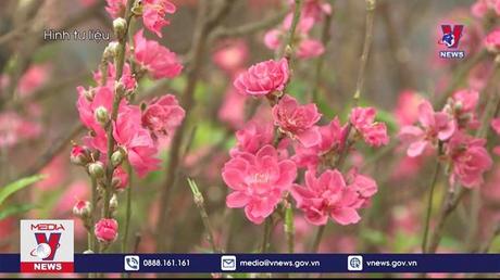 Những lưu ý khi gửi đào, mai qua đường hàng không dịp Tết