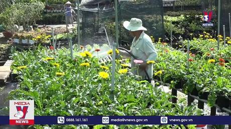 Nông dân Đồng Tháp chuẩn bị hoa cho thị trường Tết 