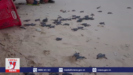 Hành trình 8 năm tình nguyện viên bảo tồn rùa biển 