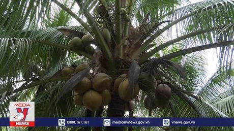 Tiền Giang trồng dừa hữu cơ phục vụ xuất khẩu