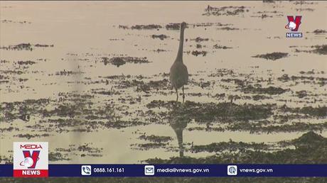 “Nước mắt nhân ngư” tràn ngập các đại dương