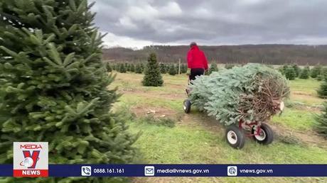 Trang trại thông tại Mỹ tấp nập đón khách