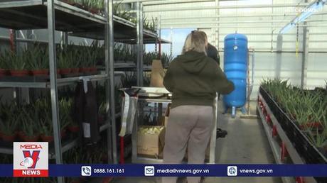 Trồng hoa tulip bằng Bitcoin