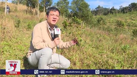 Nhiều diện tích rừng trồng tại Kon Tum bị chết 