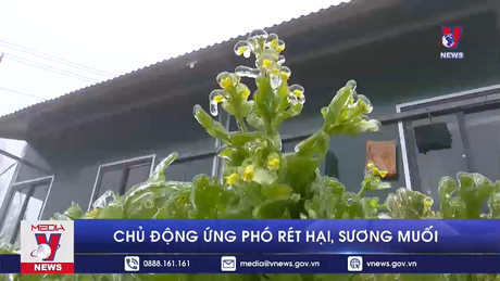 Chủ động ứng phó rét hại, sương muối