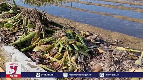 Ninh Thuận: Nông dân tất bật chăm sóc, thu hoạch nha đam sau ngập úng