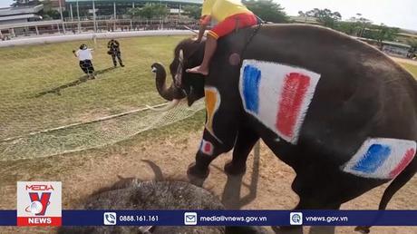 Giải World Cup cho voi tại Thái Lan