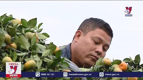 Quýt bonsai - thú chơi mới dịp Tết