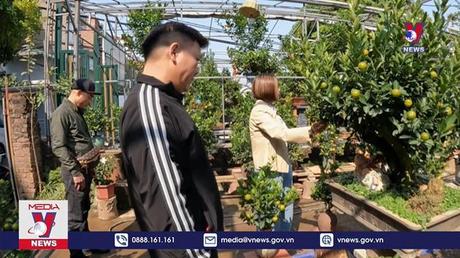 Đa dạng thị trường cây cảnh Tết