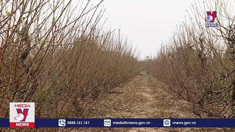 “Thủ phủ” đào Nhật Tân thấp thỏm vào vụ Tết