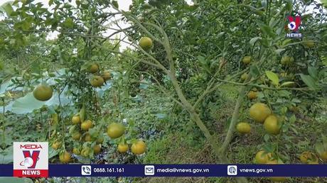 Nhà vườn quýt hồng Lai Vung đón khách tham quan