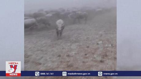 Bão tuyết chôn vùi gia súc tại Mỹ