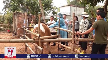 Sơn La chủ động phòng, chống bệnh viêm da nổi cục ở trâu, bò