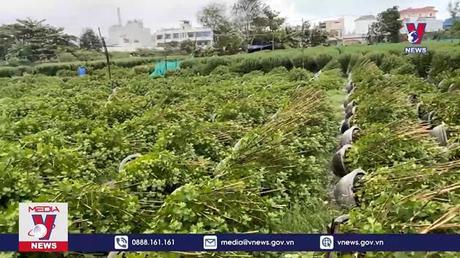 Gió mạnh gây ngã đổ hàng nghìn chậu hoa Tết tại Phú Yên