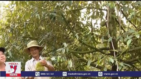 Tiền Giang nâng cao chuỗi giá trị trái sầu riêng