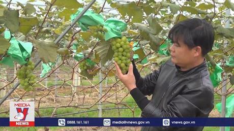 Bí thư đoàn xã tiên phong với mô hình trồng nho sữa