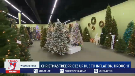 Nhu cầu cây thông mạnh mẽ hơn bất chấp lạm phát