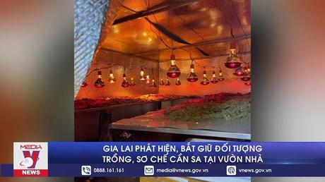 Gia Lai phát hiện, bắt giữ đối tượng trồng, sơ chế cần sa tại vườn nhà