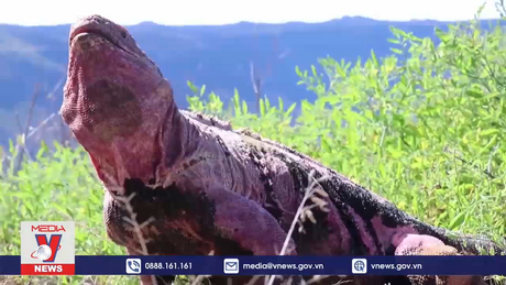 Phát hiện đàn kỳ nhông hồng mới nở quý hiếm ở Ecuador