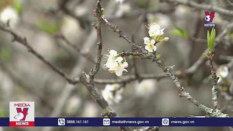 Tổ chức 91 điểm chợ hoa xuân dịp tết 2023 tại Hà Nội