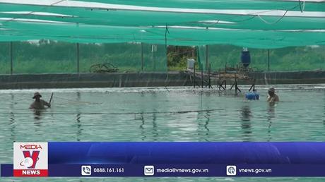 Giá tôm nguyên liệu tại Bạc Liêu tăng cao