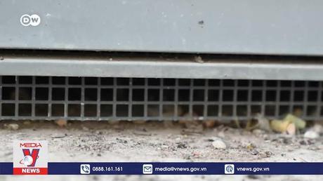 Dịch chuột hoành hành tại Pháp