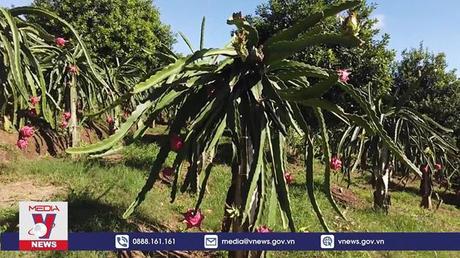 Xuất khẩu trái cây kỳ vọng đạt 4 tỷ USD trong năm tới