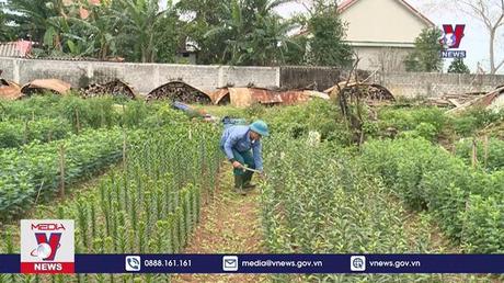 Làng hoa Quảng Bình vào vụ chờ Tết 