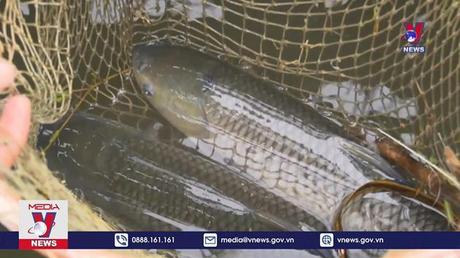 Phát triển nghề nuôi cá lồng trên mặt nước hồ thủy điện 