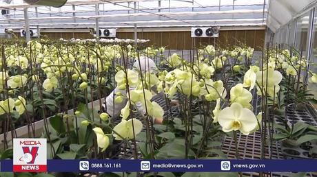 Nhà vườn trồng hoa, cây cảnh Hà Nam sẵn sàng phục vụ Tết 