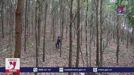 Thái Nguyên phát triển và quản lý rừng bền vững theo chuẩn FSC