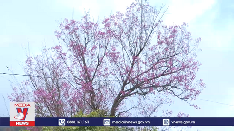 Khai mạc Lễ hội hoa Tớ Dày Mù Cang Chải 2022