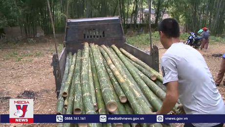 Trồng rừng gắn phát triển mô hình sinh kế tại vùng biên