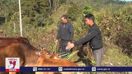 Lai Châu tăng cường các biện pháp phòng chống đói rét cho đàn gia súc