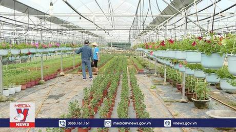 Đà Nẵng chuẩn bị cho thị trường hoa Tết