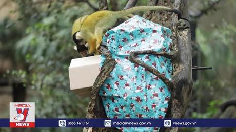 Giáng sinh độc đáo ở vườn thú Pháp