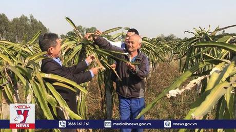 Hàng trăm hộ dân mất trắng thanh long do sâu bệnh