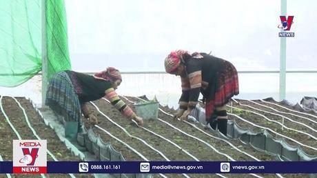 Phát triển cây dược liệu ở Sìn Hồ