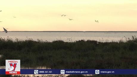 Ngắm nhìn sự đa dạng sinh học của các loài chim ở Ai Cập