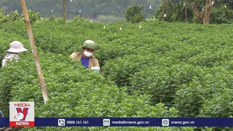 Làng hoa Nghĩa Hiệp “rộn ràng” vào vụ Tết