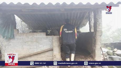 Lào Cai phòng chống đói, rét cho đàn gia súc