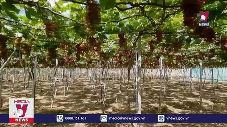 Ninh Thuận đẩy mạnh sản xuất rau màu vụ Tết