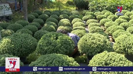 “Vương quốc hoa kiểng Chợ Lách” vào vụ Tết